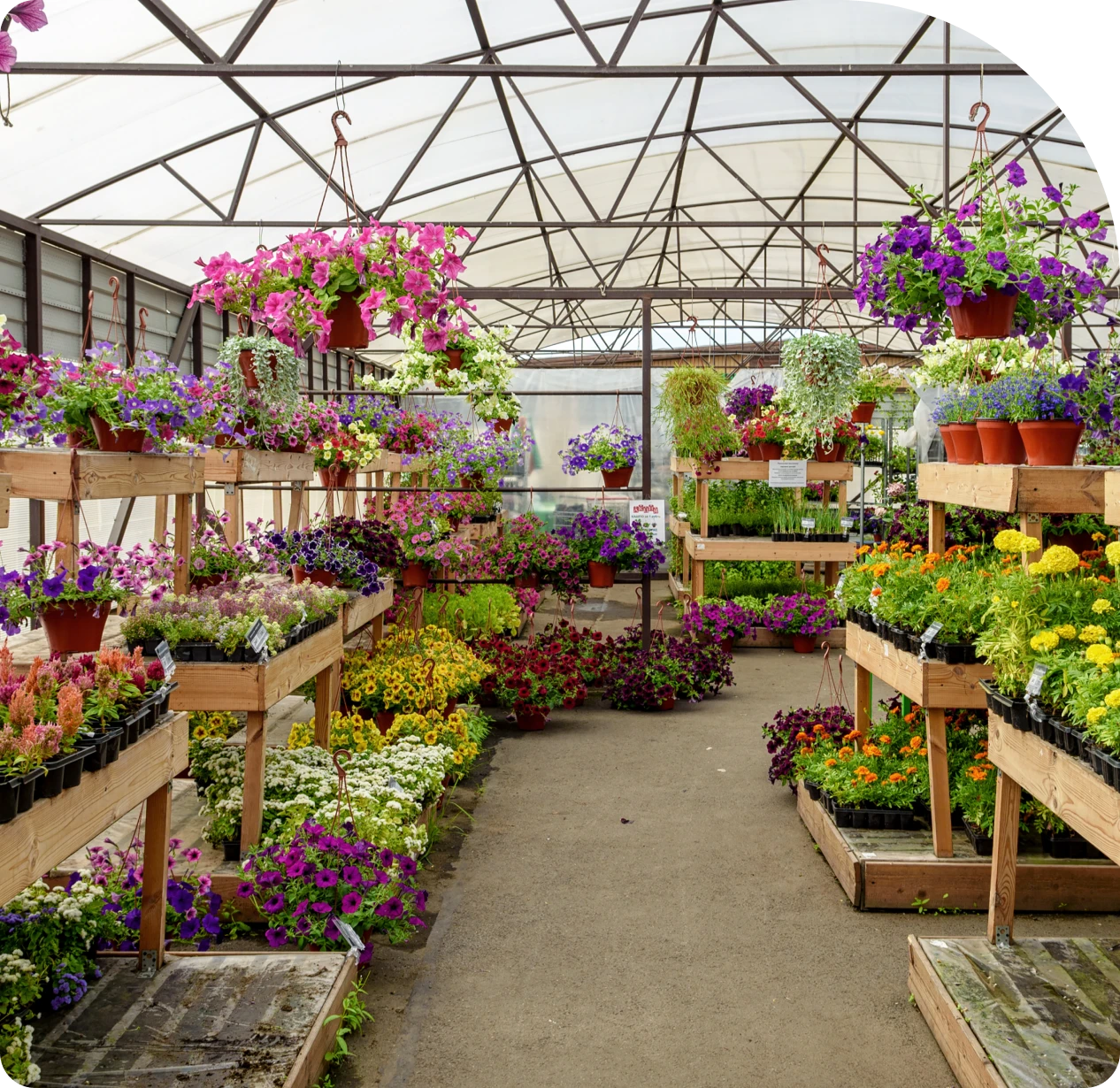 Vibrant flowers in a nursery greenhouse